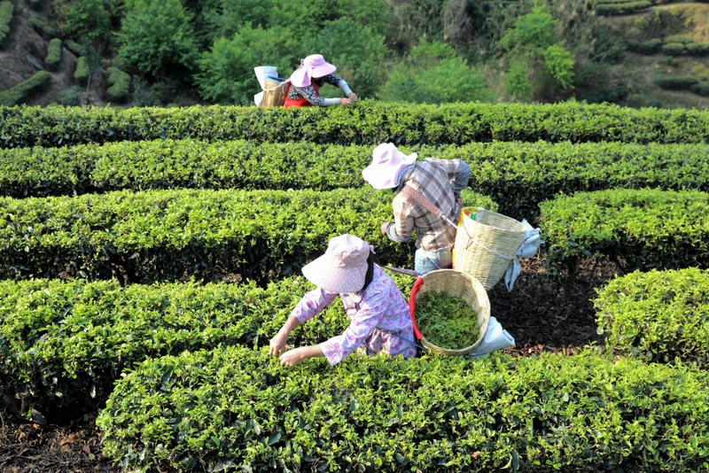 Dianhong's Premier Village: The Fragrant Tea of Anshi-2