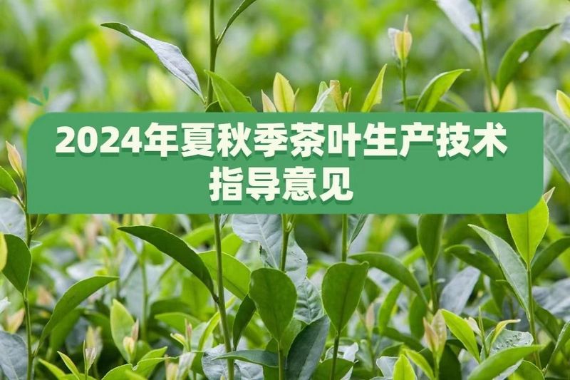 Technical Guidelines for Tea Production in Summer and Autumn 2024 Released by the Ministry of Agriculture and Rural Affairs-1