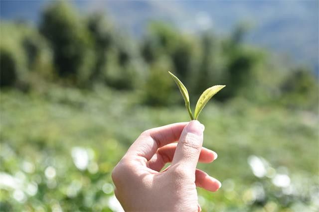 Taste of Zhangjia Third Team's Tea-2