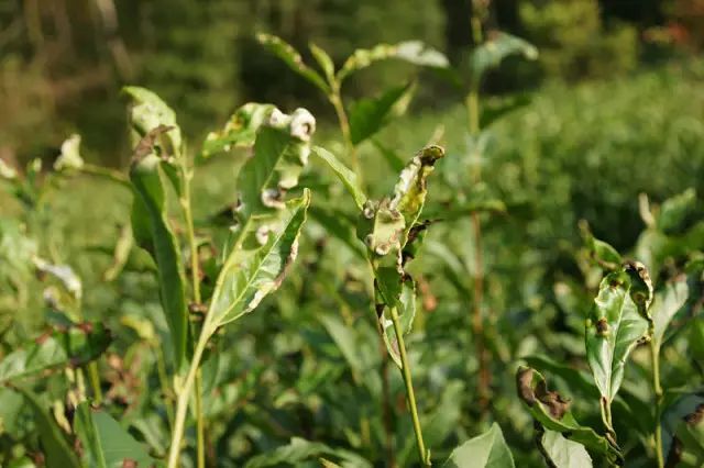 Controlling Tea Tree Pests and Diseases in an Environmentally Friendly Way: Reliable!-1