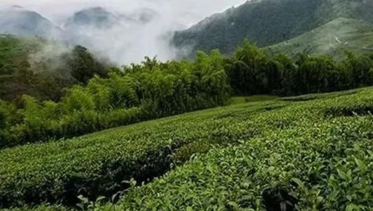 What is Wenshan Baozhong Tea?-2