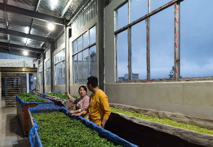 Issues in Guizhou Green Tea Processing and Key Technical Points for Solutions-4