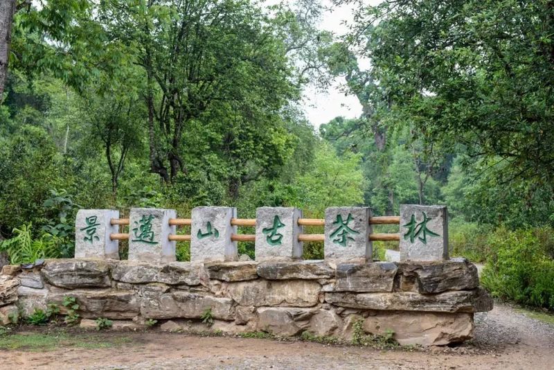 Jingmai Mountain, the Secret Hiding Place of a Thousand-Year Tea Aroma!-3