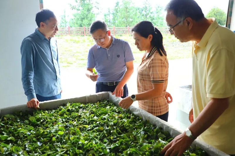 Chairman Lu Pengfei of the District CPPCC Conducts Field Research on Tea Industry Development and Workstation Construction in Houping and Tongzi-2