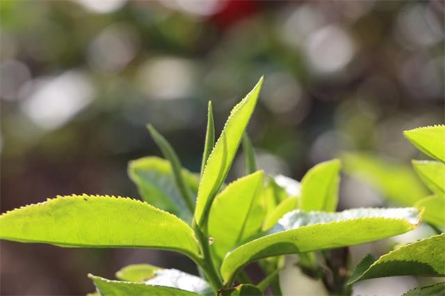 What is Spring Tea? What are the Benefits of Spring Tea? How to Identify Spring Tea?-2