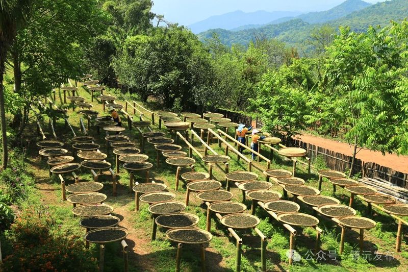 Eight Key Tea Areas in Zhenyuan, Yunnan: Each Mountain Unique, Every Season Beautiful-6