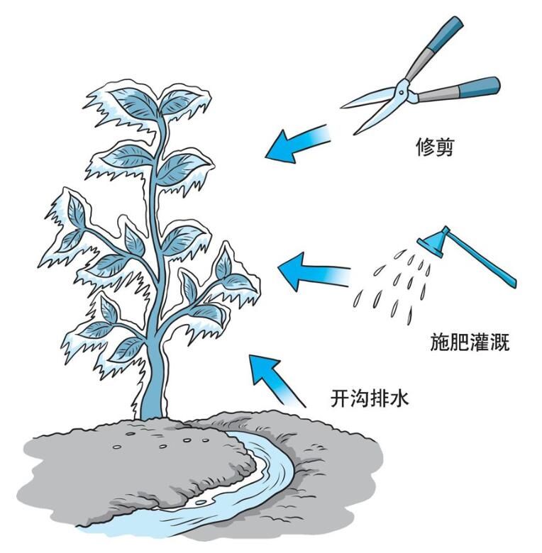 Q&A on Scientific Tea Planting: How to Care for and Revitalize Tea Trees After Freezing Damage?-1