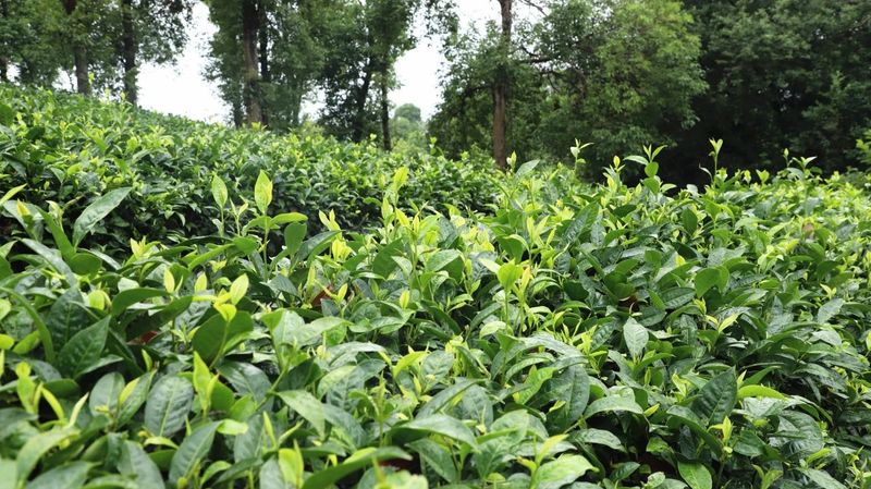 Mojiang: Tea Gardens Verdant After the Rain-8