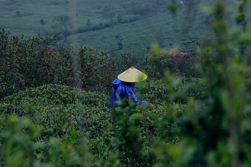 A Tea Garden in Ningde Makes the List of the First 