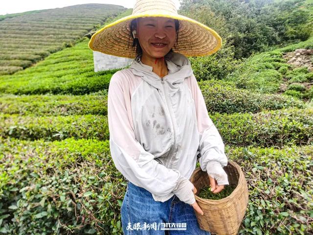 Guiting Cloudy Mist Tribute Tea: Summer and Autumn Tea Production Boosts the Green Industry, Extending Development “Dividends”-2