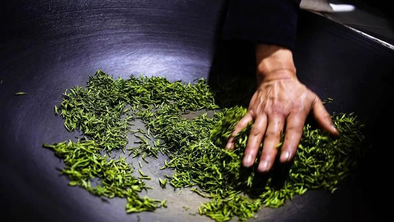 Hardcore Notes: Nine Questions to Help You Understand the Picking and Processing of High-Quality Green Tea-4