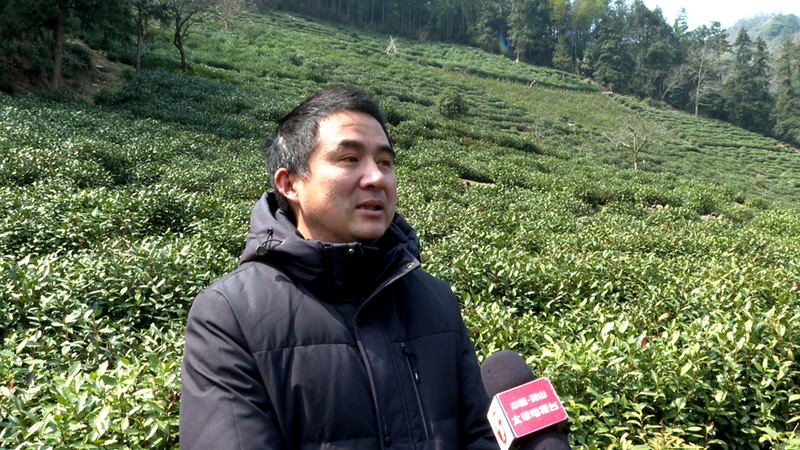 High Mountain Tea Gardens in Huangshan District Welcome On-site Guidance from Tea Professors!-2