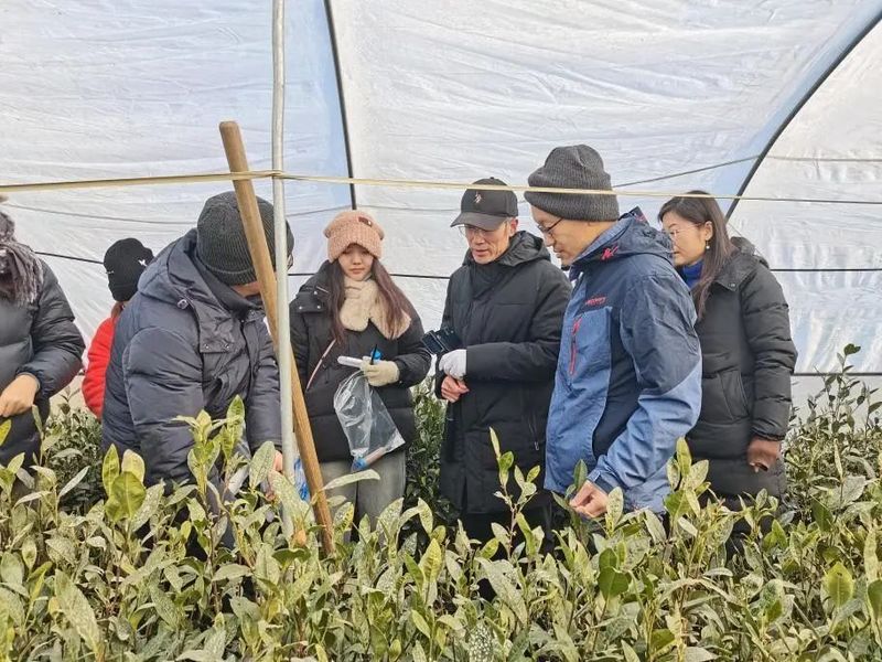 Linyi: Provincial Tea Industry Technology System Conducts Cold Resistance Trials and Demonstrations for Tea Plants in Feixian County-2