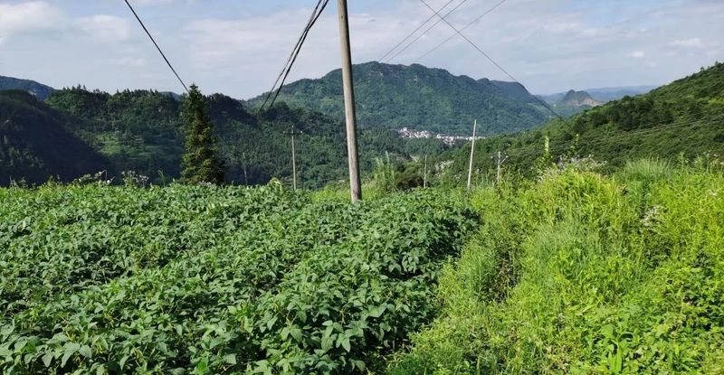 Intercropping Soybeans in Young Mountainous Guizhou Tea Gardens for Weed Control and Soil Fertility Improvement-2