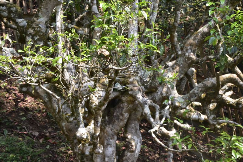 Nannuoshan, the Famous Pu'er Tea Mountain in Xishuangbanna-2