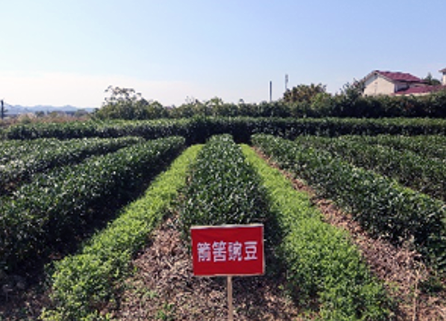 Intercropping Winter Green Manure in Tea Gardens-3