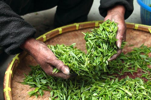 Is Mengding Ganlu a type of green tea?