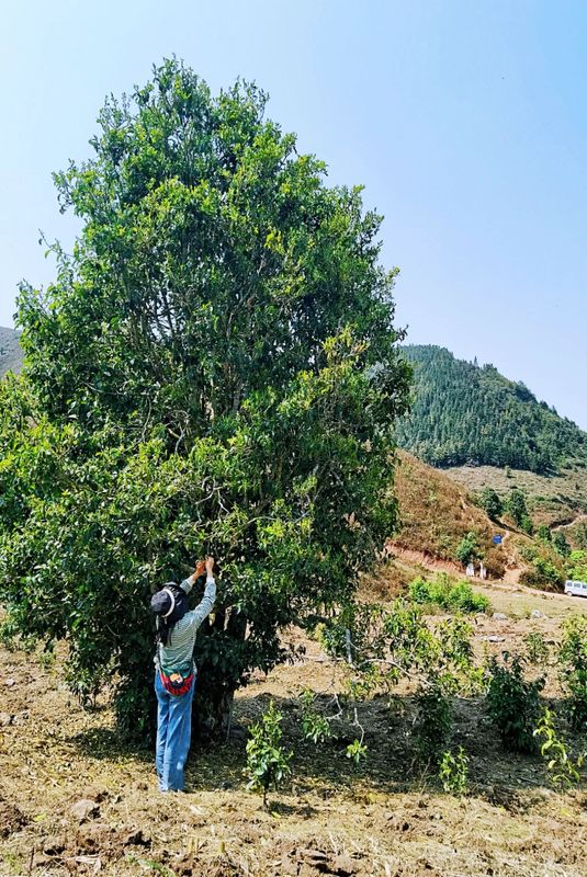 Jinggu Yizhi: The Aroma of Wild Tea in the Mountains Keeps Tea Farmers Busy Picking-3