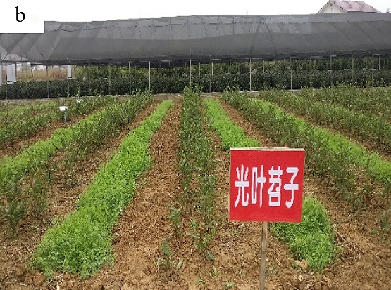 Intercropping Winter Green Manure in Tea Gardens-2