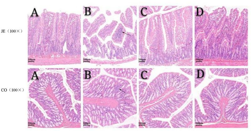 The Liu Zhonghua Academy Team Discusses the Gastrointestinal Regulation Efficacy of Anhua Dark Tea-3