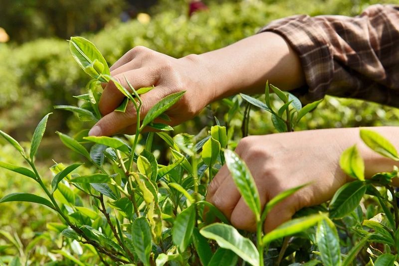 In Search of Tea in Changning: Spring Arrives and the Tea in Nino Is Fragrant-2