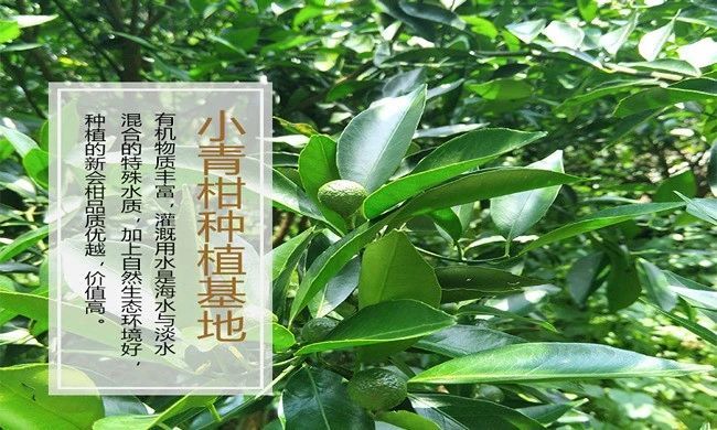 Correct Storage Methods for Xiaoxinggan Pu'er Tea - An Educational Article-2