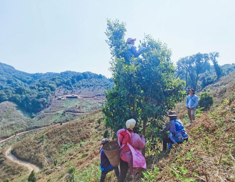 Jinggu Yizhi: The Aroma of Wild Tea in the Mountains Keeps Tea Farmers Busy Picking-13