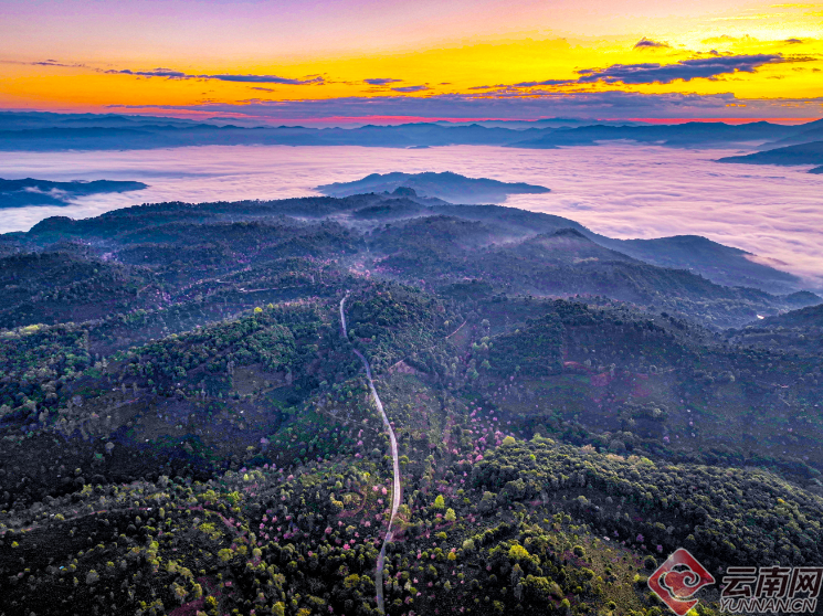 Puer: Jingmai Mountain Has Not Only Ancient Tea Trees but Also Winter Cherry Blossoms over Thousands of Mu-2