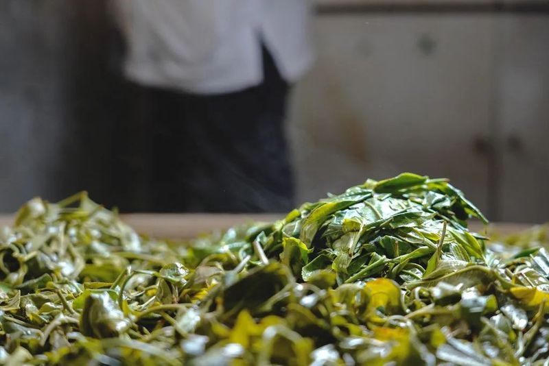 The Sour Tea of Jingmai Mountain: How Elaborate is its Preparation?-3