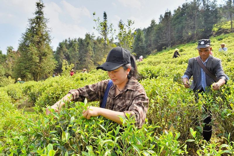 In Search of Tea in Changning: Spring Arrives and the Tea in Nino Is Fragrant-3