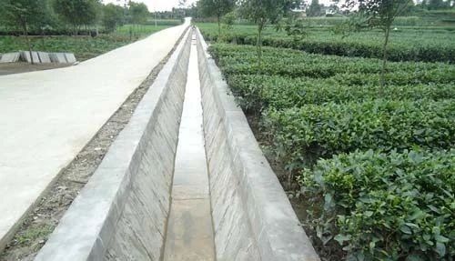 Technical Guidance on Winter and Spring Tea Garden Management-2