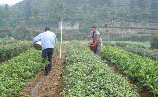 Technical Points: Spring Tea Garden Management Technical Recommendations-2