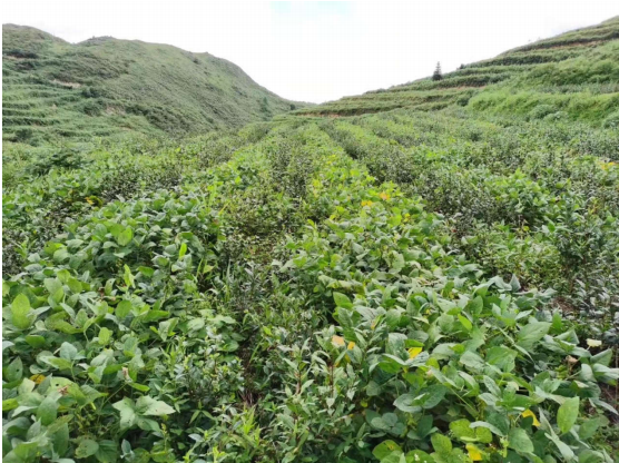 Intercropping Soybeans in Young Mountainous Guizhou Tea Gardens for Weed Control and Soil Fertility Improvement-3