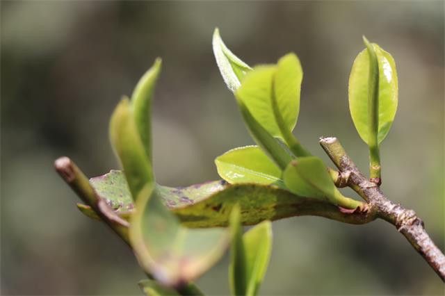 What is Spring Tea? What are the Benefits of Spring Tea? How to Identify Spring Tea?-3