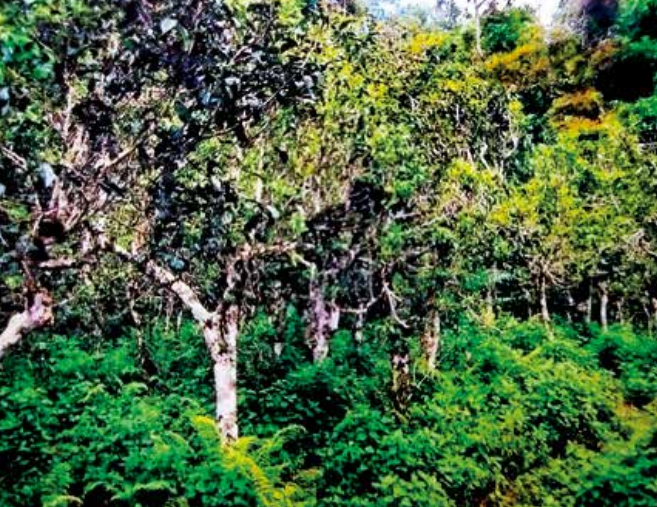 Tea Fragrance from Xishuangbanna: The Famous Pu'er Mountain of Manmaidui-2