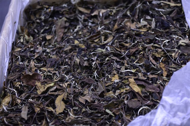 White Tea: Loose Leaf vs. Compressed—A Journey of Flavor and Choice-1