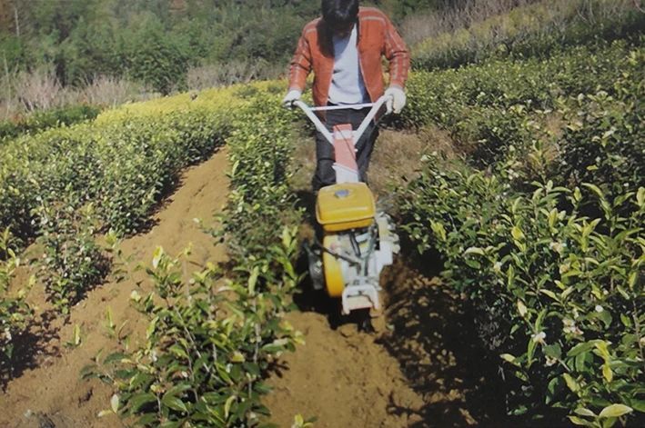 Mechanical deep cultivation in tea gardens