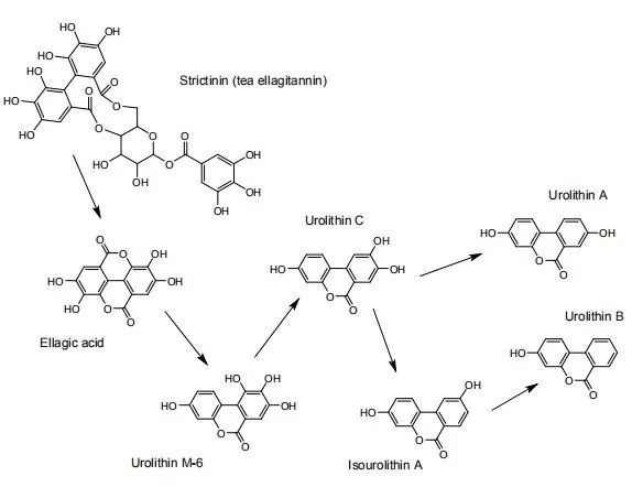 Detection Technology: Determination of Ellagic Acid Content in Pu'er Ripened Tea by High-Performance Liquid Chromatography-2