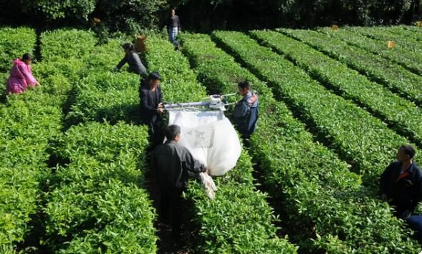 Specific Measures for Mechanical Tea Pruning-1