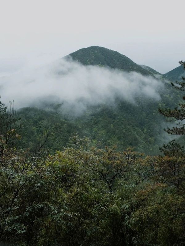 The Unique Ecological Environment of the Core Producing Area of Zhengshan XiaoZhong, the Ancestor of Black Tea-7