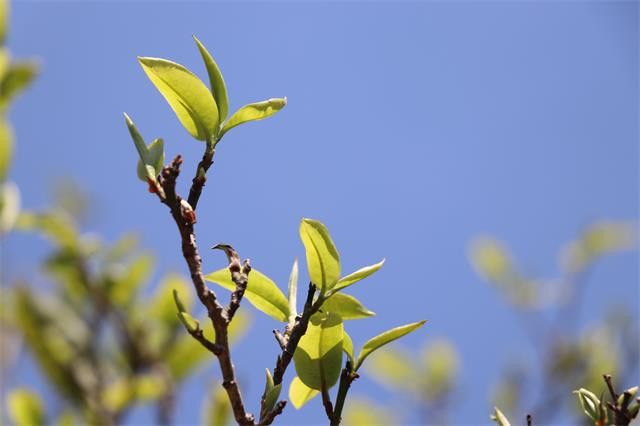 The Yibang Tea Mountain of the Ancient Six Great Tea Mountains-2