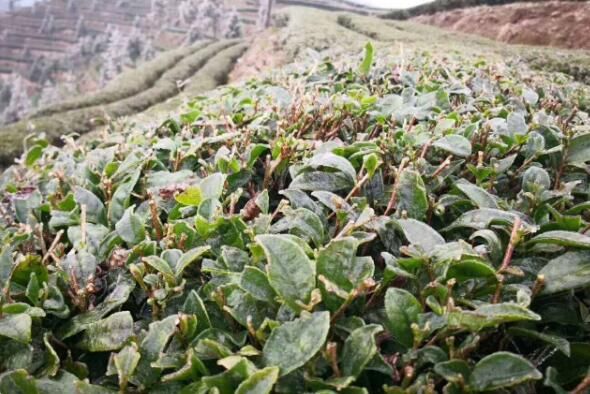 Countermeasures to Prevent Frost Damage in Tea Trees During Winter with Significant Temperature Drops-1