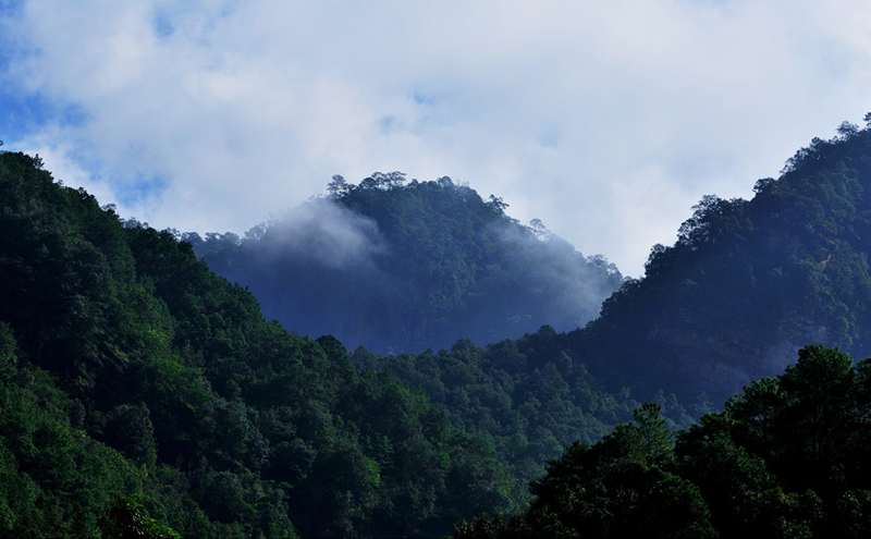 Jiujia, the Tea King's Secret Garden-2