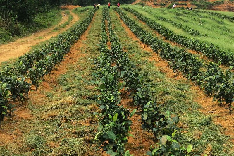 Out of the Plum Rains! Post-Flood Management for Tea Gardens and Measures to Combat Heatwaves and Drought-7