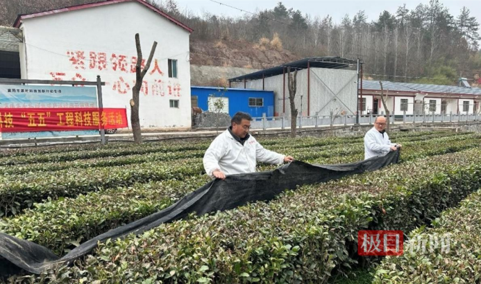 Agricultural Experts Offer Advice to Tea Growers to Ensure Spring Tea Sales Are Not Affected-1