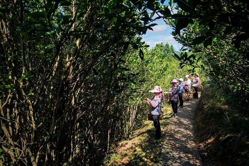 Gem of the High Mountains, A Jewel Among Teas-7