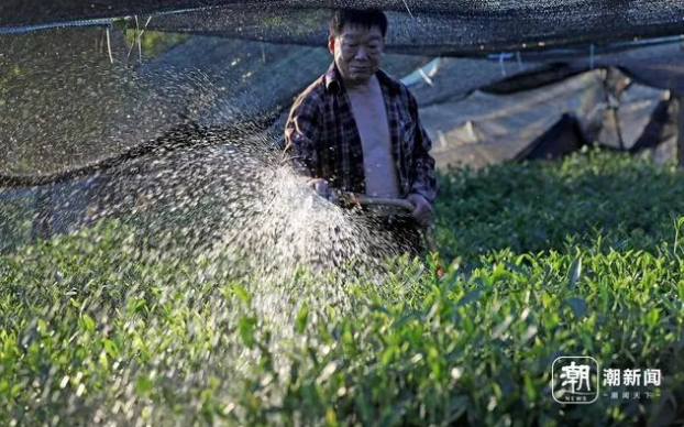 Hangzhou Endures High Temperatures as Tea Farmers Water to Fight Drought-6