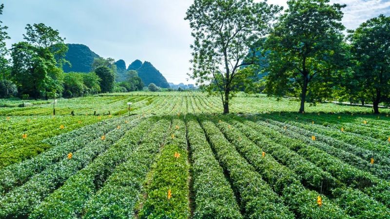 Technical Guidance on Winter and Spring Tea Garden Management-4