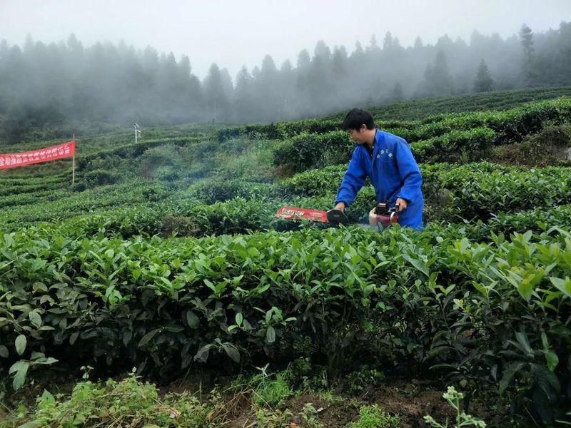 Countermeasures for Low Temperature and Freezing Damage in Guizhou's Spring Tea Gardens-3