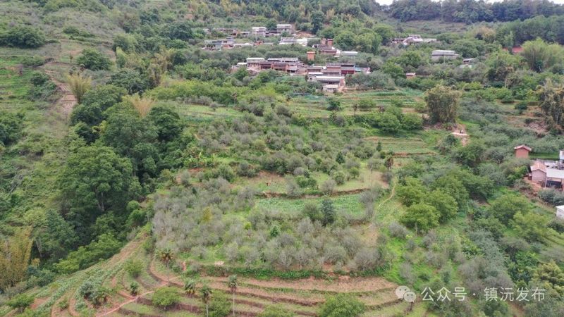 Eight Key Tea Areas in Zhenyuan, Yunnan: Each Mountain Unique, Every Season Beautiful-5